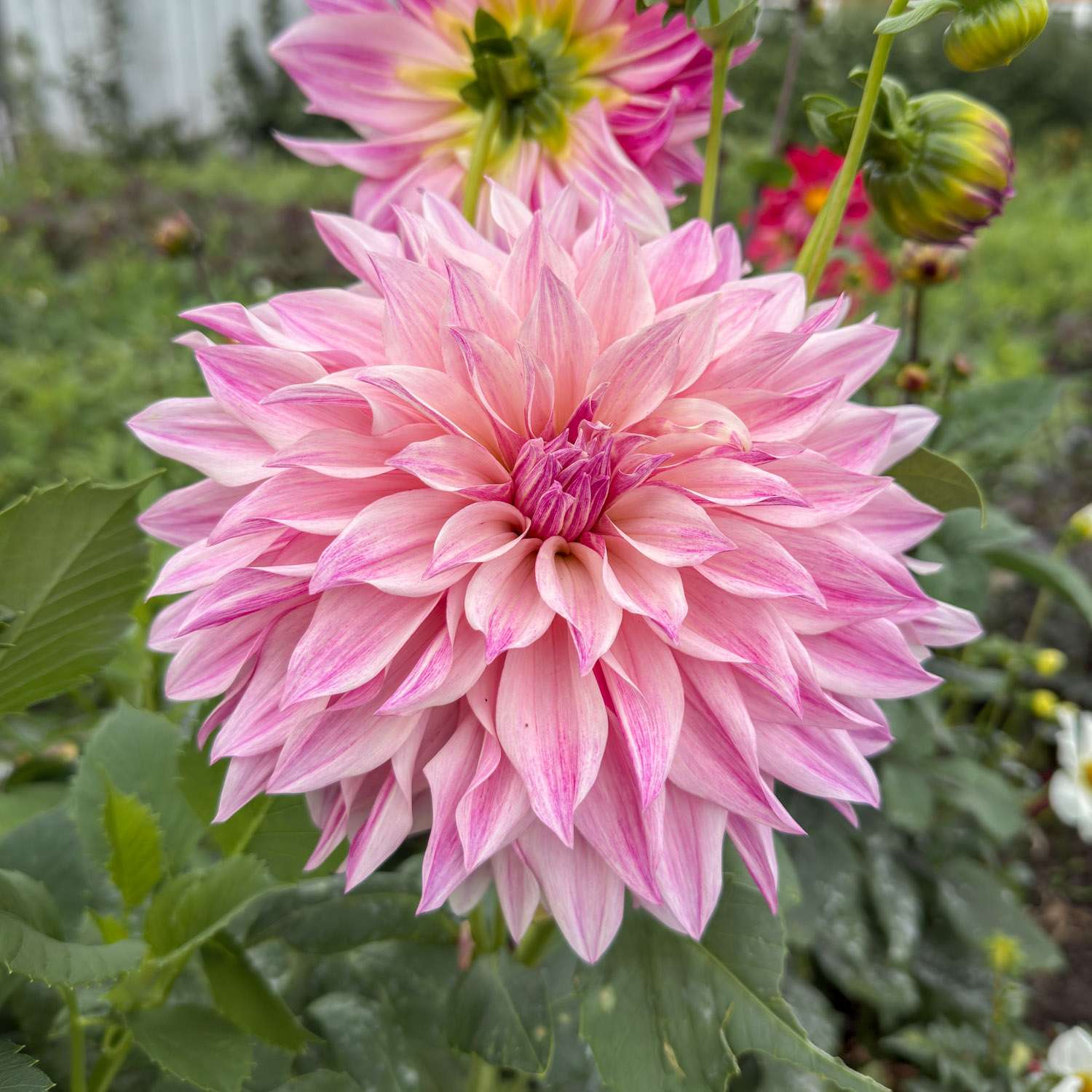 Dahlie 'Cafe au Lait Royal'